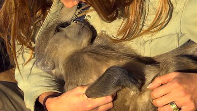 Wild Animal Orphans Season 1 Episode 2