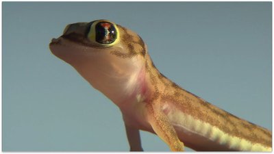 Wild Animal Orphans Season 1 Episode 3