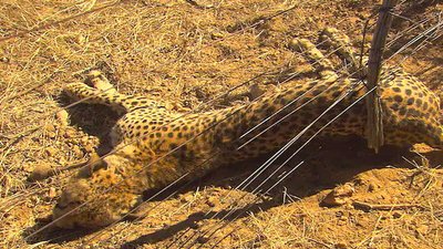 Wild Animal Orphans Season 1 Episode 8