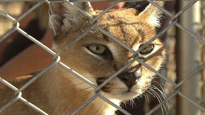 Wild Animal Orphans Season 1 Episode 12