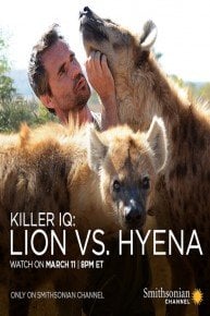 Killer IQ: Lion vs. Hyena