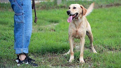 Pit Bulls and Parolees Season 16 Episode 1