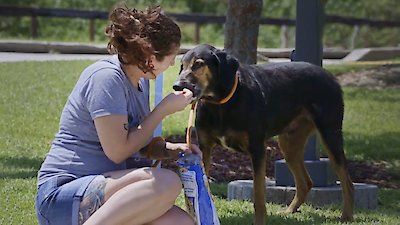 Pit Bulls and Parolees Season 16 Episode 4