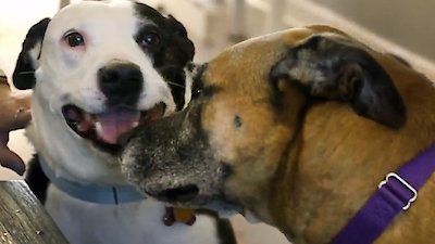Pit Bulls and Parolees Season 16 Episode 9