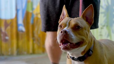 Pit Bulls and Parolees Season 17 Episode 2