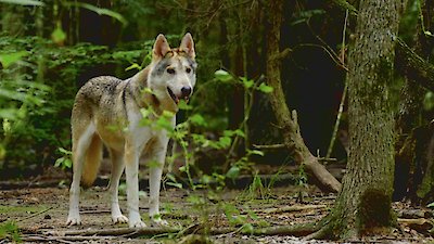 Pit Bulls and Parolees Season 17 Episode 3