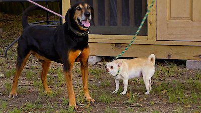 Pit Bulls and Parolees Season 18 Episode 1