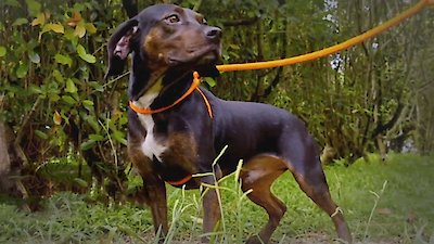 Pit Bulls and Parolees Season 18 Episode 4