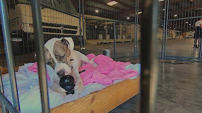 Pit Bulls and Parolees Season 19 Episode 1