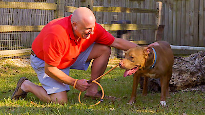 Pit Bulls and Parolees Season 19 Episode 3