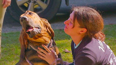 Pit Bulls and Parolees Season 19 Episode 5