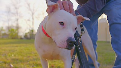 Pit Bulls and Parolees Season 19 Episode 6
