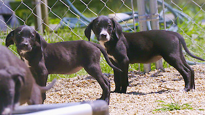 Pit Bulls and Parolees Season 19 Episode 7