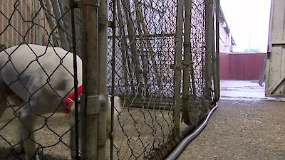 Pit Bulls and Parolees Season 4 Episode 5