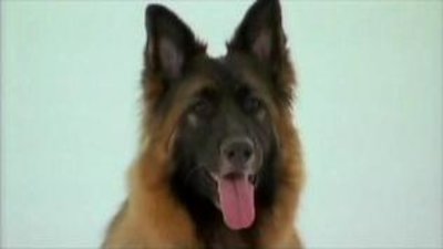 Watch Dogs 101 Season 1 Episode 3 - Jack Russell, Golden Retriever,  Pembroke Corgi, Vizsla, German Shepherd Online Now