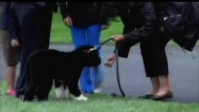 Dogs 101 Season 1 Episode 4