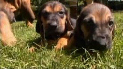 Dogs 101 Season 1 Episode 6