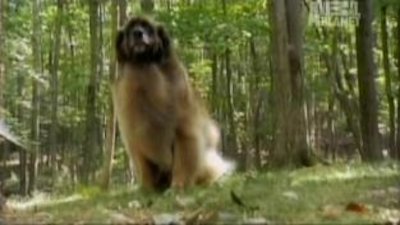 Dogs 101 Season 1 Episode 7