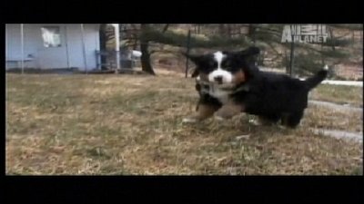 Dogs 101 Season 2 Episode 4