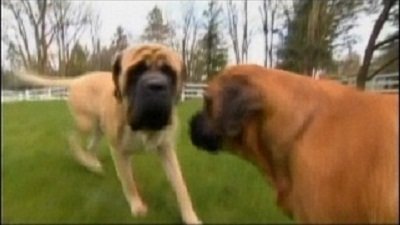 Dogs 101 Season 2 Episode 5