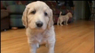 Dogs 101 Season 2 Episode 6