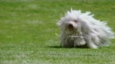 Dogs 101 Season 2 Episode 7