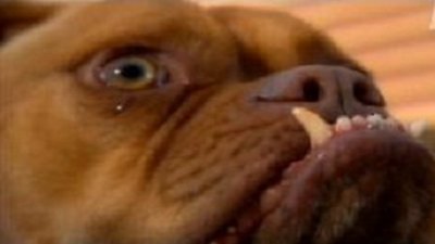 Dogs 101 Season 2 Episode 8