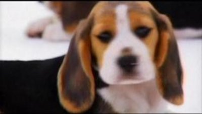 Dogs 101 Season 2 Episode 9