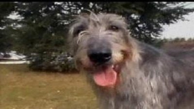 Dogs 101 Season 3 Episode 1