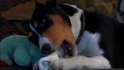 Dogs 101 Season 3 Episode 2