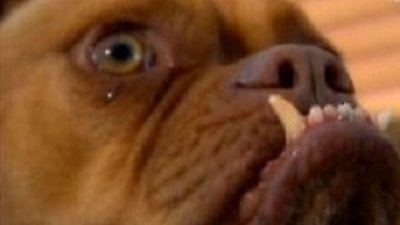 Dogs 101 Season 3 Episode 3