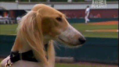 Dogs 101 Season 3 Episode 4