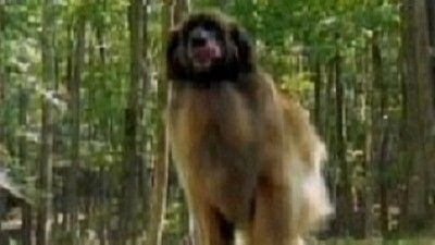 Dogs 101 Season 3 Episode 6