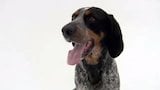 Bluetick Coonhound, Brussels Griffon, Swedish Lapphound, Petit Basset Griff