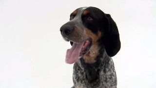 dogs 101 bluetick coonhound