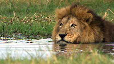 Big Cat Week Season 3 Episode 12