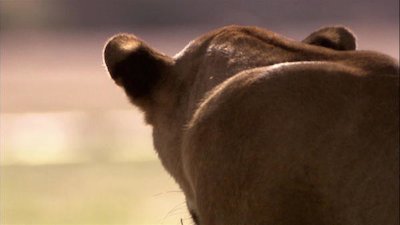 Big Cat Week Season 5 Episode 7