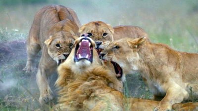 Big Cat Week Season 3 Episode 24