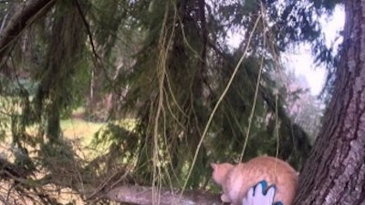 Treetop Cat Rescue Season 1 Episode 3
