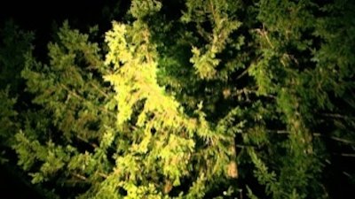 Treetop Cat Rescue Season 1 Episode 4