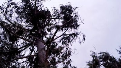 Treetop Cat Rescue Season 1 Episode 5