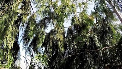 Treetop Cat Rescue Season 1 Episode 7