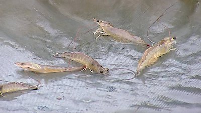 How It's Made Season 20 Episode 9