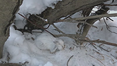 Alone Season 13 Episode 14