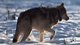 Hunting Wolves, Saving Wolves