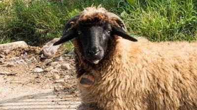 Watt's World Season 1 Episode 1