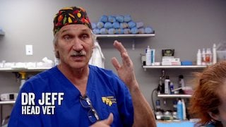 rocky vet jeff mountain dr episode season hog wild