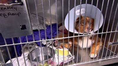 Dr. Jeff: Rocky Mountain Vet Season 1 Episode 9