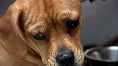 Dr. Jeff: Rocky Mountain Vet Season 2 Episode 5