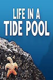 Life In A Tide Pool